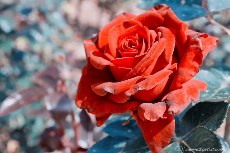 Red Rose in Bloom — Calm, Afternoon, Photograph, Leaf