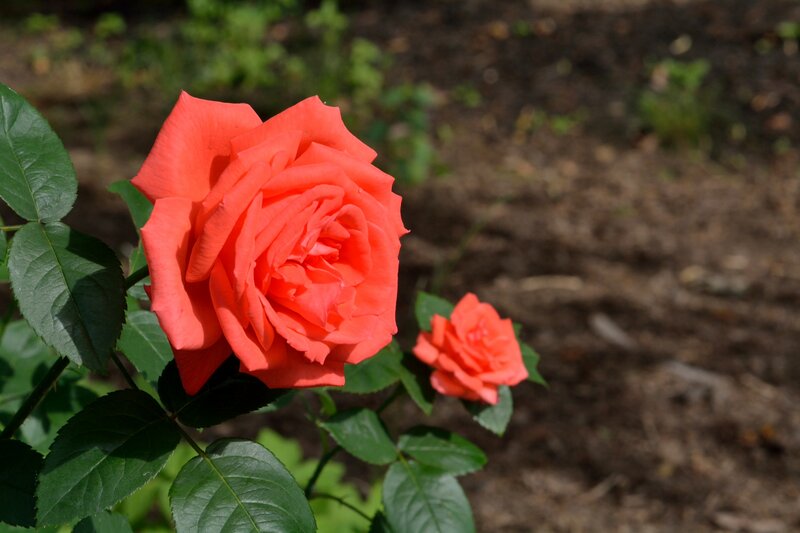 Red Rose in Bloom — Calm, Afternoon, Photograph, Leaves, Soil