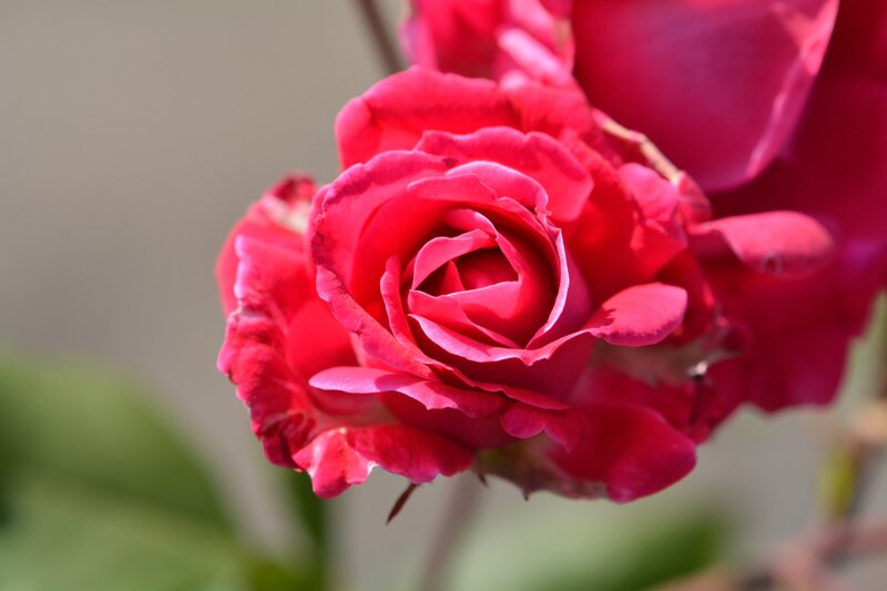 Red Rose in Bloom — Calm, Afternoon, Photograph, Petals, Bud