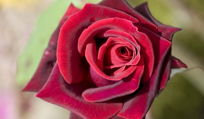 Red Rose in Bloom — Calm, Afternoon, Photograph, Petals, Green Leaf