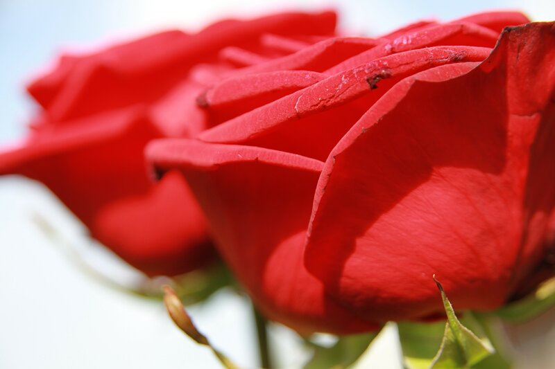 Red Rose in Bloom — Calm, Afternoon, Photograph, Petals, Stem, Bud