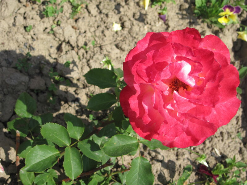 Red Rose in Bloom — Calm, Afternoon, Photograph, Soil