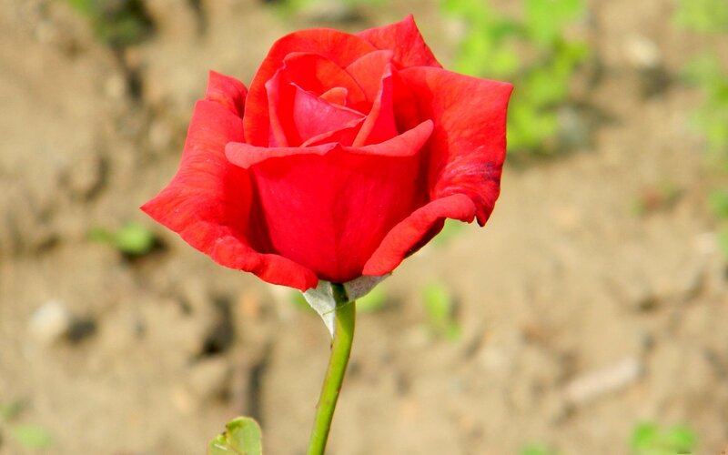 Red Rose in Bloom — Calm, Afternoon, Photograph, Stem, Soil