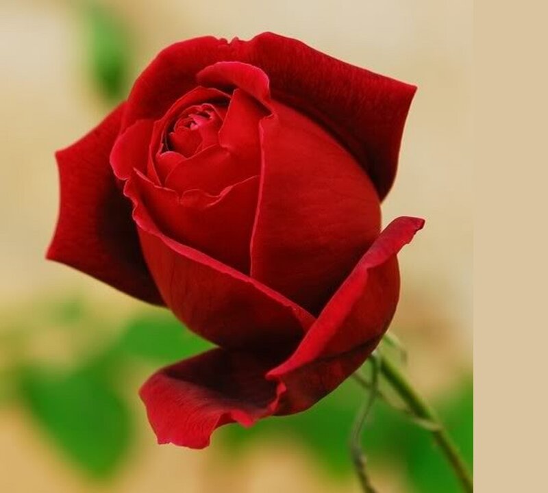 Red Rose in Bloom — Calm, Afternoon, Photograph, Stem
