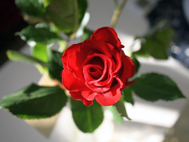 Red Rose in Bloom — Calm, Afternoon, Photograph