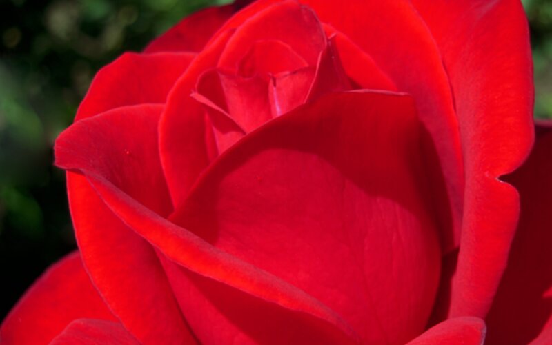 Red Rose in Bloom — Calm, Afternoon