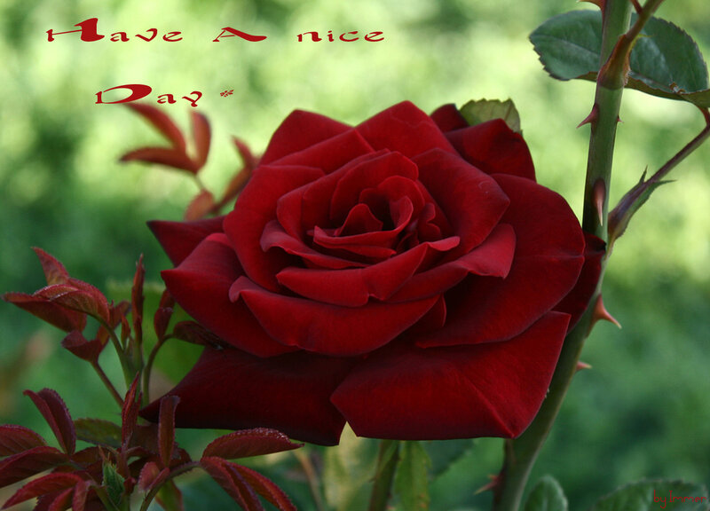 Red Rose in Bloom — Calm, Morning, Photograph, Stem