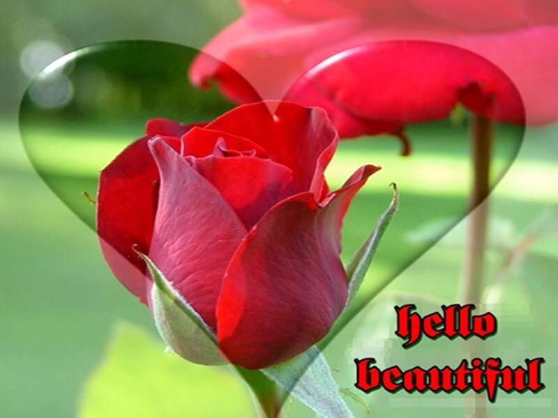 Red Rose in Bloom — Calm, Morning, Photograph