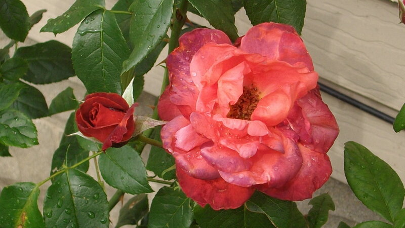 Red Rose in Bloom — Calm, Morning