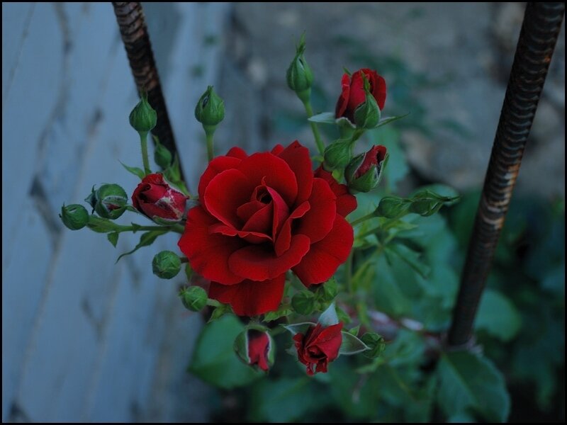 Red Rose in Bloom — Calm, Night