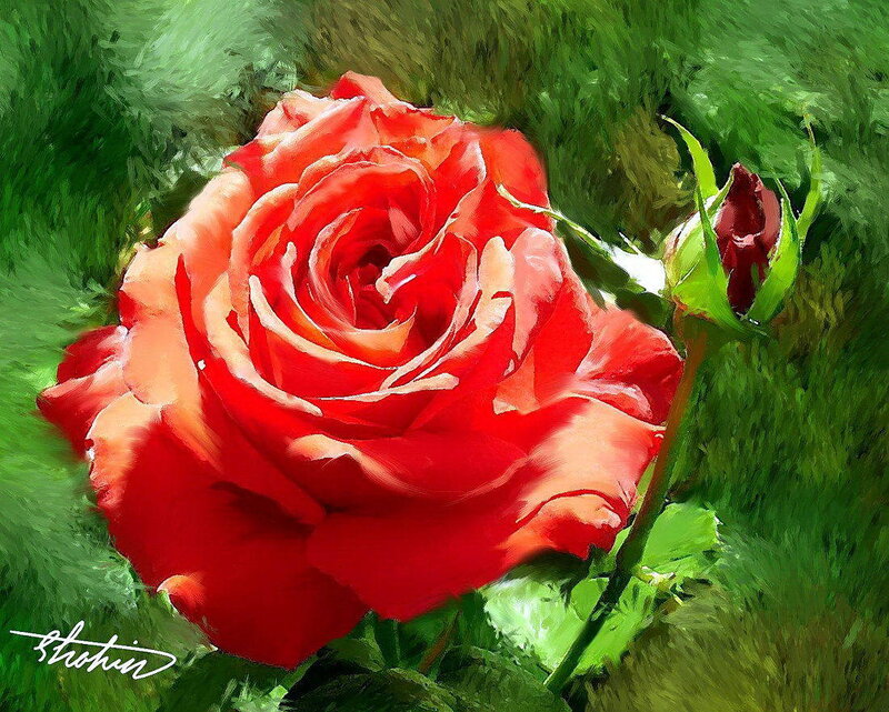 Red Rose in Bloom — Calm, Painting