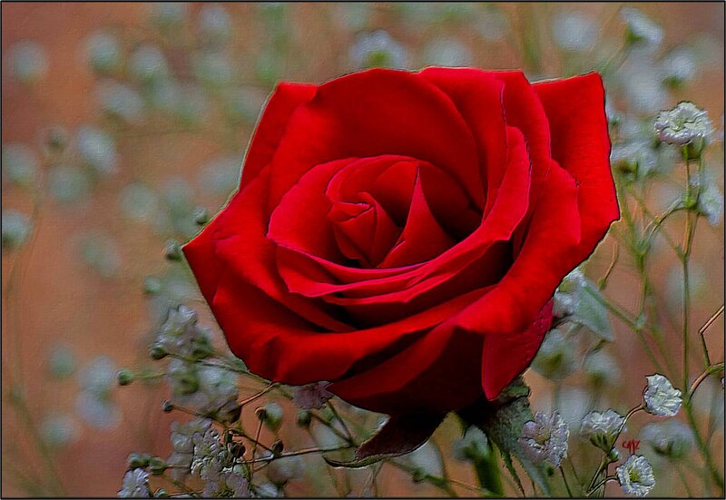 Red Rose in Bloom — Calm, Photograph, Baby's Breath