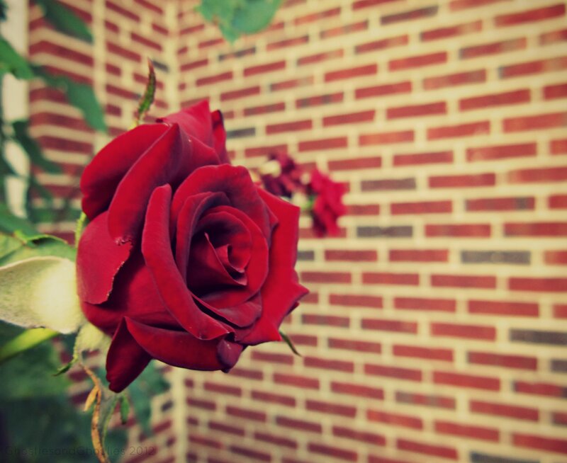 Red Rose in Bloom — Calm, Photograph, Brick Wall