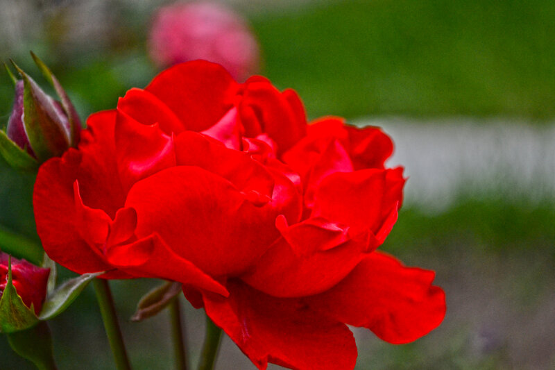 Red Rose in Bloom — Calm, Photograph, Bud, Green Leaves, Background