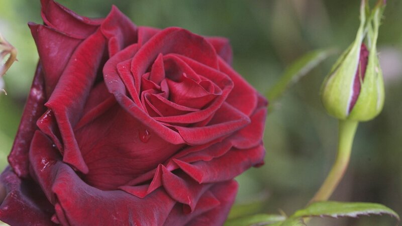 Red Rose in Bloom — Calm, Photograph, Bud, Leaf, Drop of Water