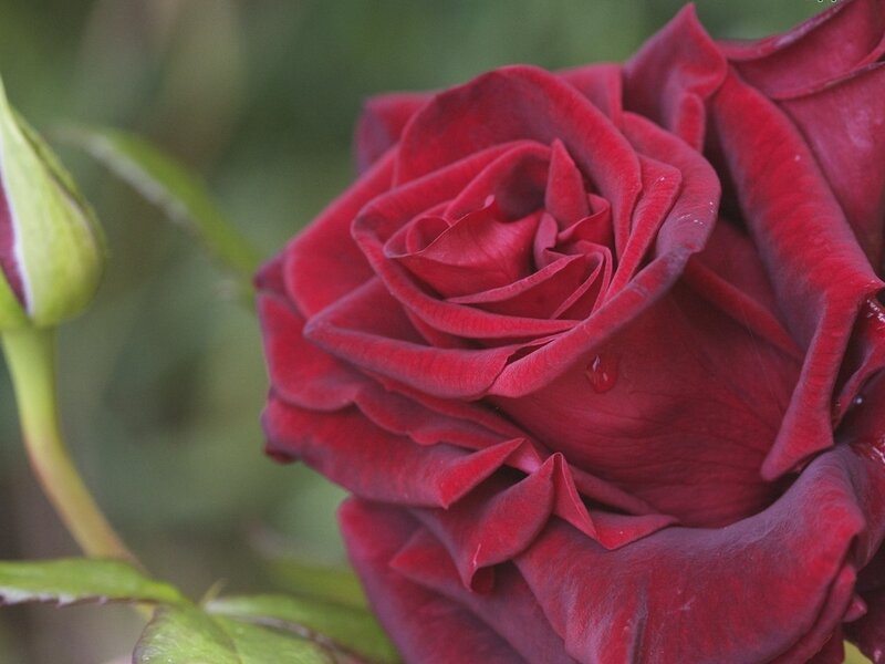Red Rose in Bloom — Calm, Photograph, Bud, Leaf, Drop