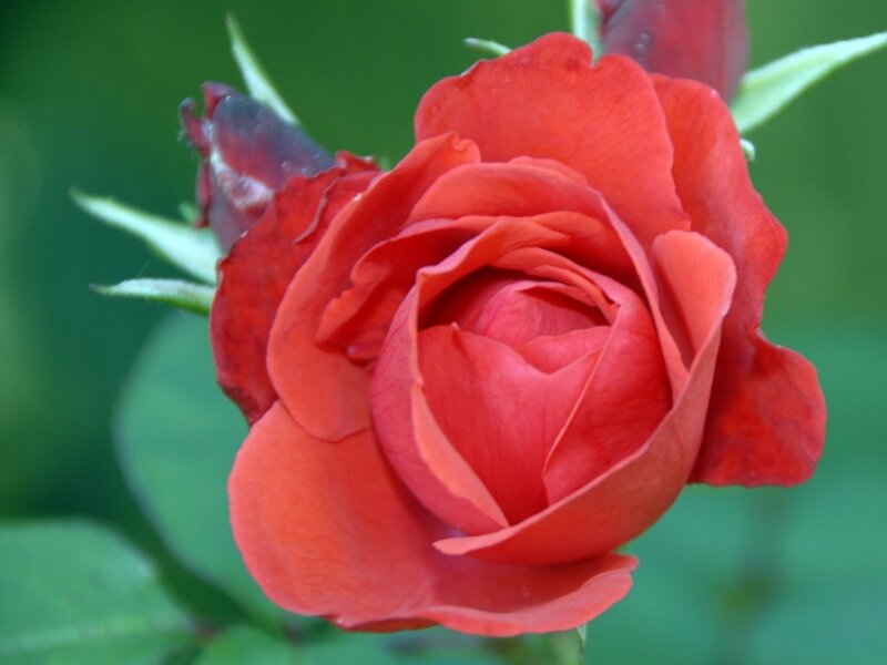 Red Rose in Bloom — Calm, Photograph, Bud, Leaf, Green Background