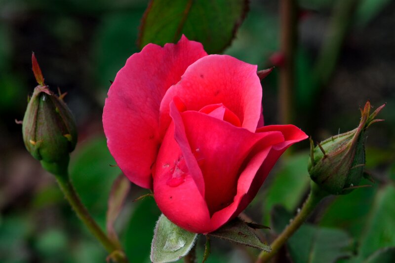 Red Rose in Bloom — Calm, Photograph, Bud, Leaf, Stem