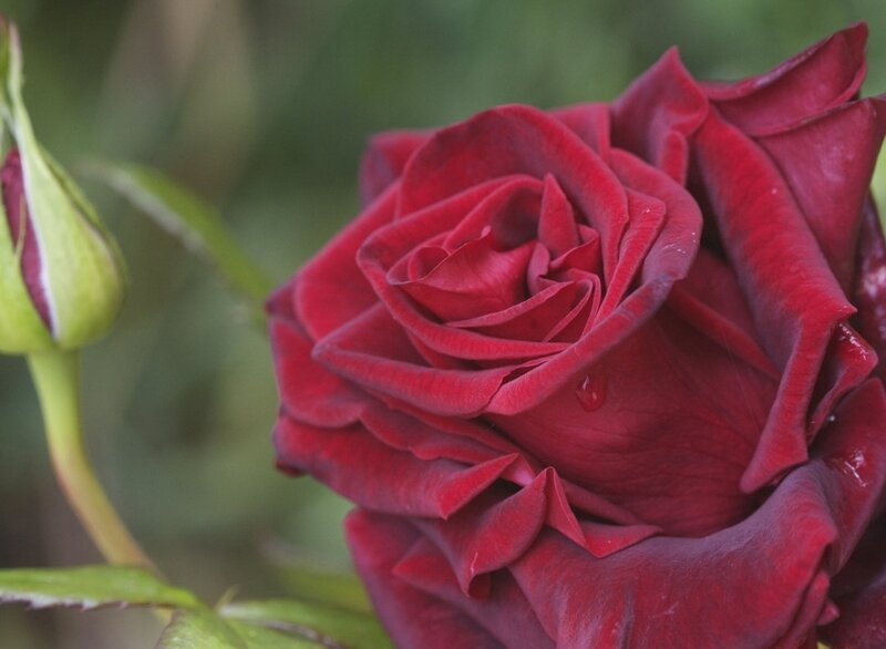 Red Rose in Bloom — Calm, Photograph, Bud, Leaf
