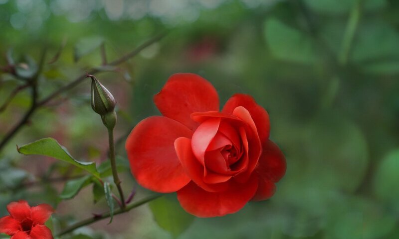 Red Rose in Bloom — Calm, Photograph, Bud, Leaves, Stem