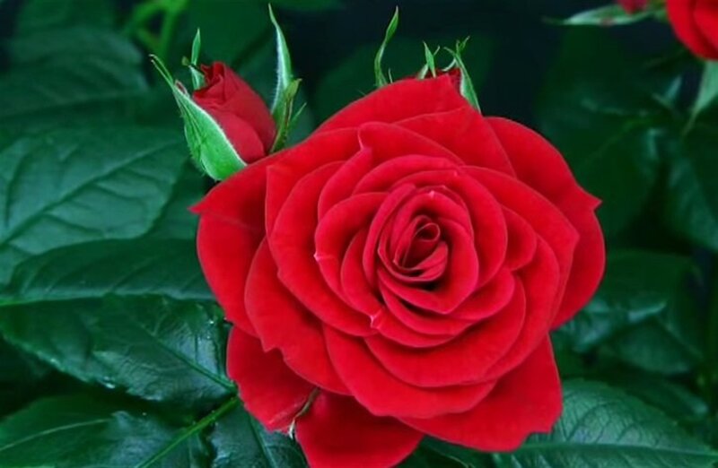 Red Rose in Bloom — Calm, Photograph, Bud, Leaves