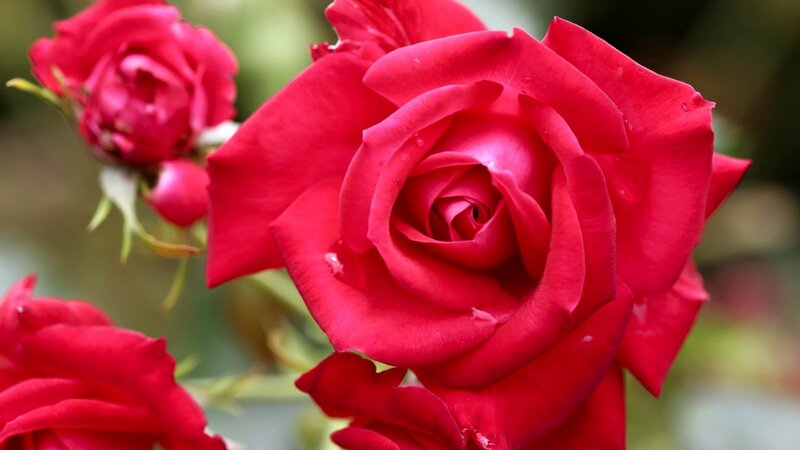 Red Rose in Bloom — Calm, Photograph, Bud, Petals