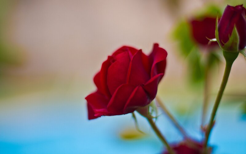 Red Rose in Bloom — Calm, Photograph, Bud, Stem, Background