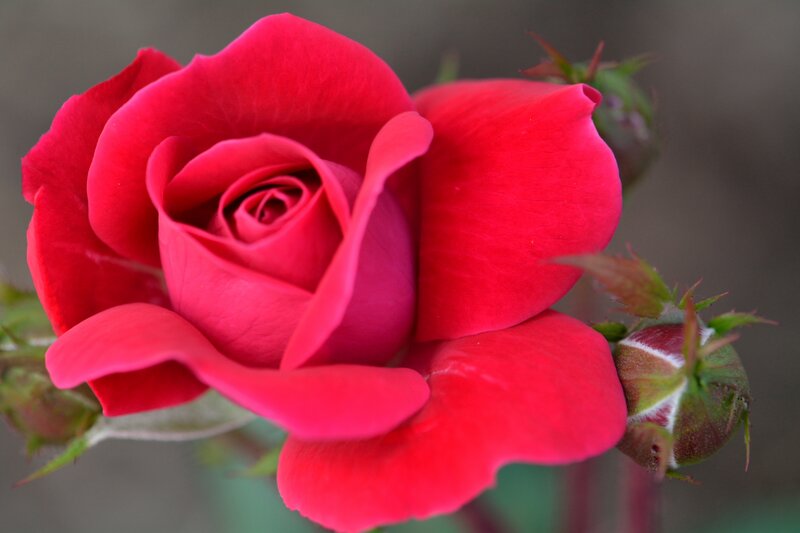 Red Rose in Bloom — Calm, Photograph, Bud, Stem, Leaf