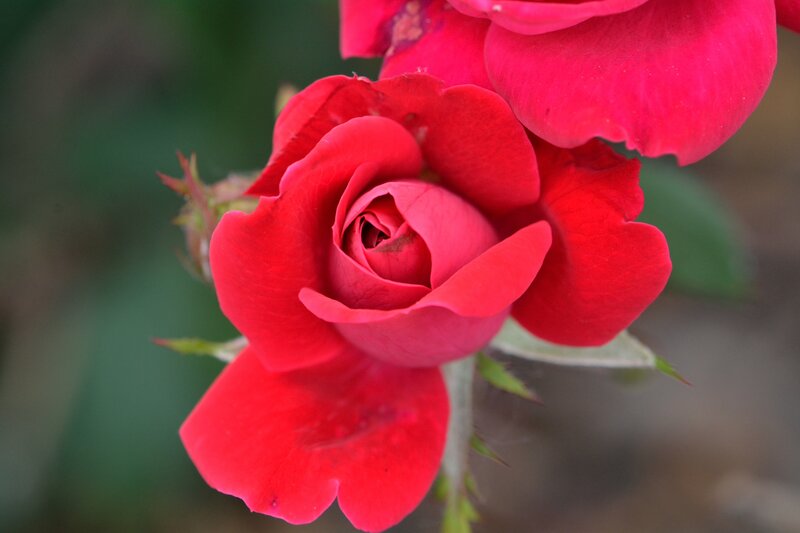 Red Rose in Bloom — Calm, Photograph, Bud, Stem, Leaves