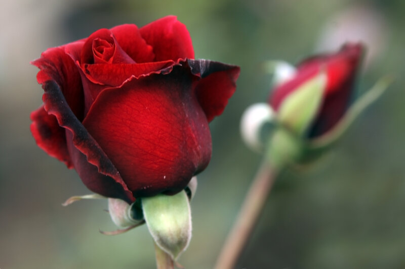 Red Rose in Bloom — Calm, Photograph, Bud, Stem