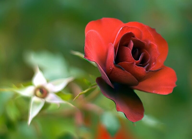 Red Rose in Bloom — Calm, Photograph, Bud