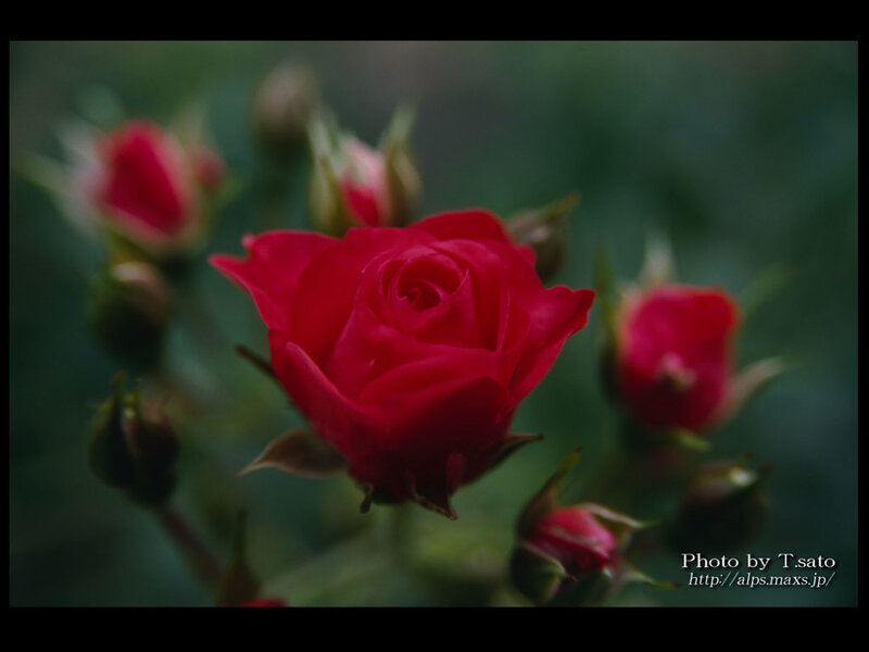Red Rose in Bloom — Calm, Photograph, Buds, Green Leaves, Out of Focus Background