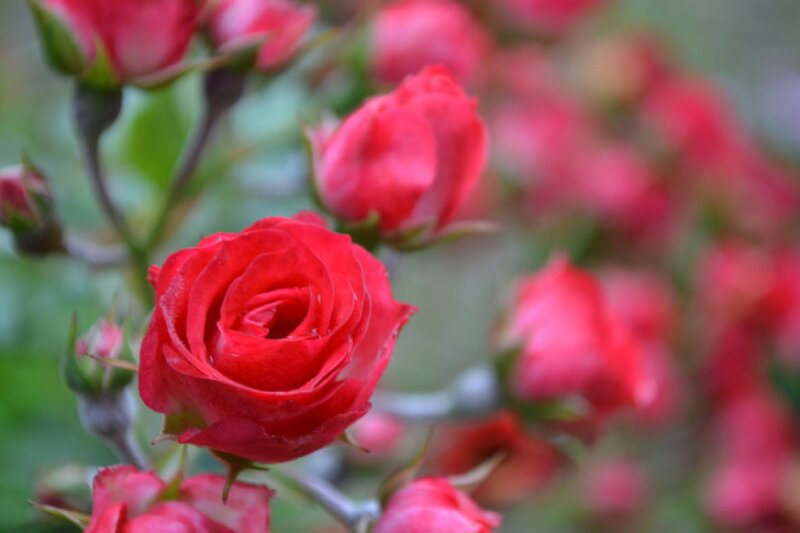 Red Rose in Bloom — Calm, Photograph, Buds, Green Leaves