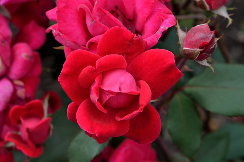 Red Rose in Bloom — Calm, Photograph, Buds, Leaves, Flower