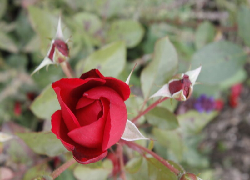 Red Rose in Bloom — Calm, Photograph, Buds, Leaves
