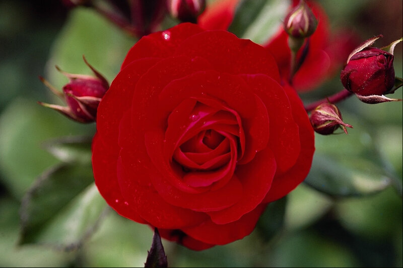 Red Rose in Bloom — Calm, Photograph, Buds, Leaves, Water Droplets