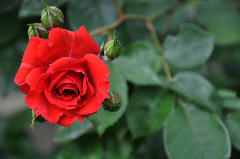 Red Rose in Bloom — Calm, Photograph, Buds