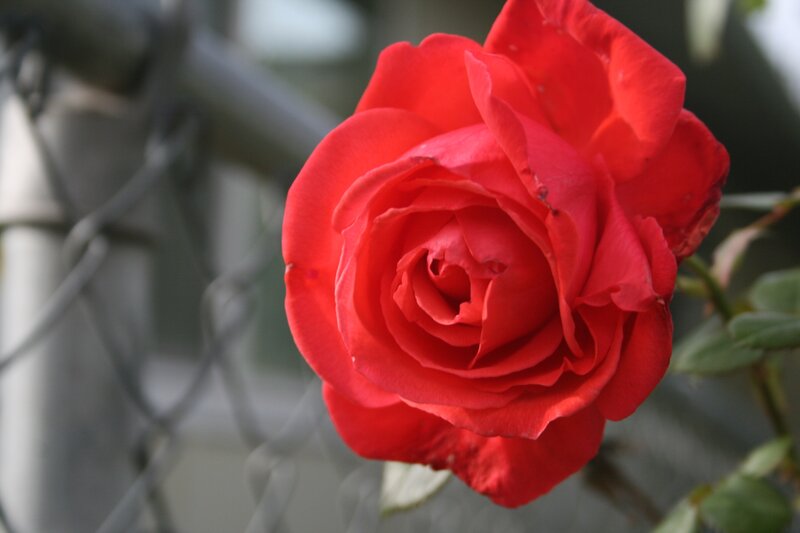 Red Rose in Bloom — Calm, Photograph, Fence