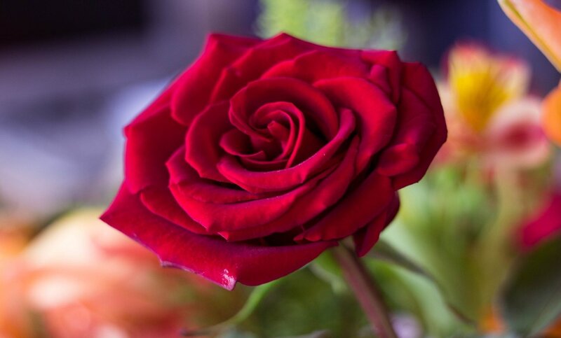 Red Rose in Bloom — Calm, Photograph, Flower, Green Leaves