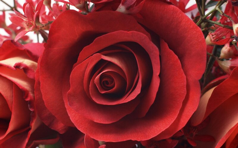 Red Rose in Bloom — Calm, Photograph, Flower, Petals