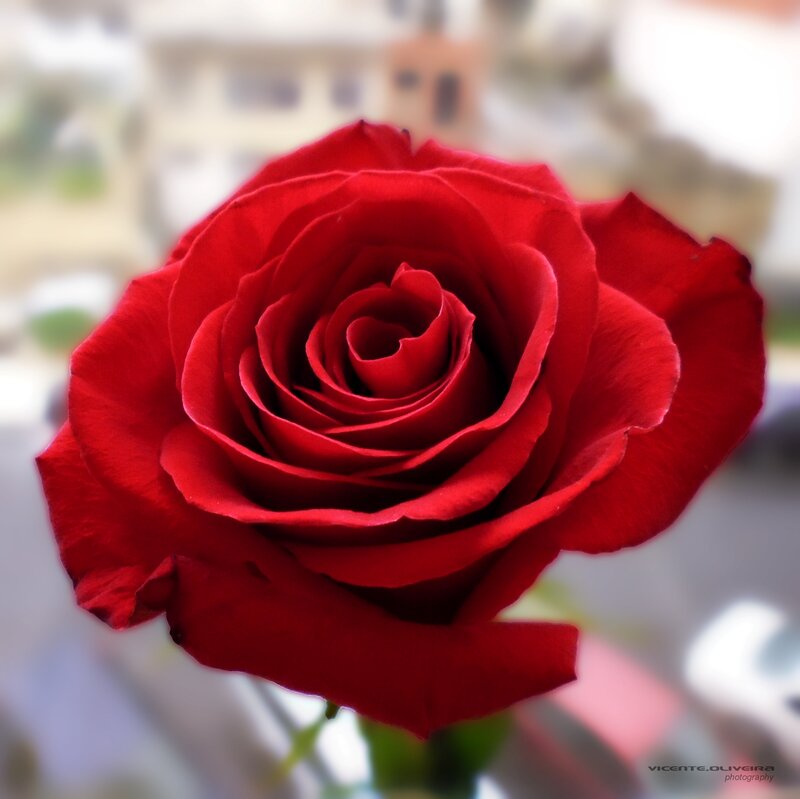 Red Rose in Bloom — Calm, Photograph, Flower, Stem