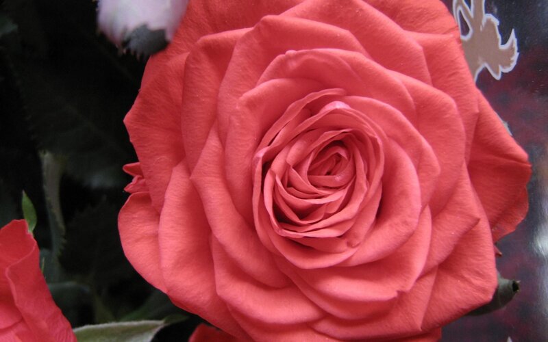 Red Rose in Bloom — Calm, Photograph, Flower