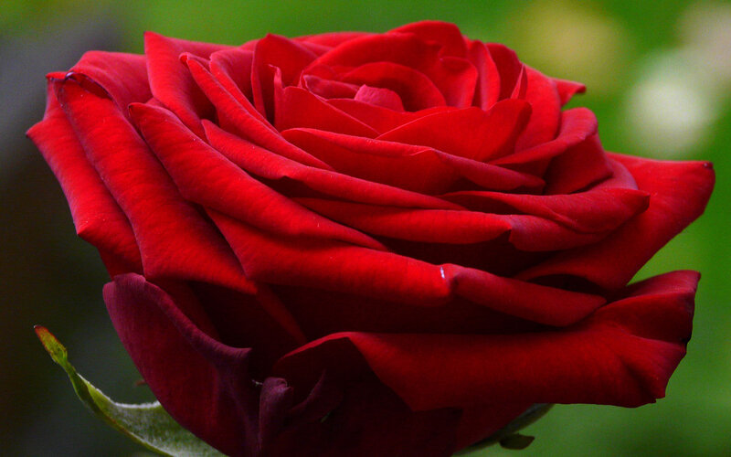Red Rose in Bloom — Calm, Photograph, Green Leaf, Green Background