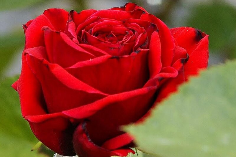 Red Rose in Bloom — Calm, Photograph, Green Leaf, Petals
