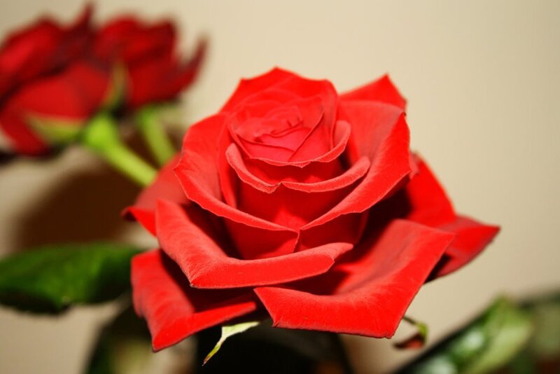 Red Rose in Bloom — Calm, Photograph, Green Leaf
