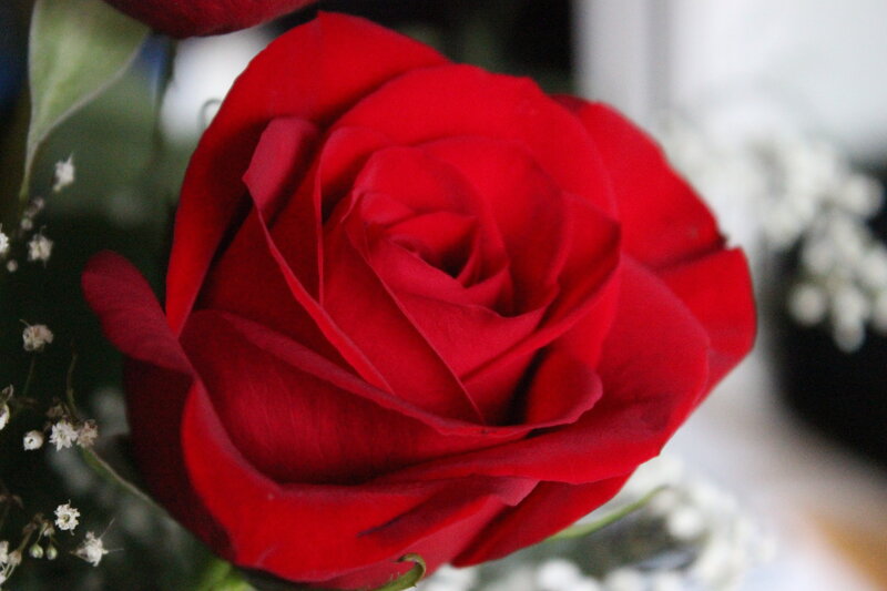 Red Rose in Bloom — Calm, Photograph, Green Leaves, Baby's Breath