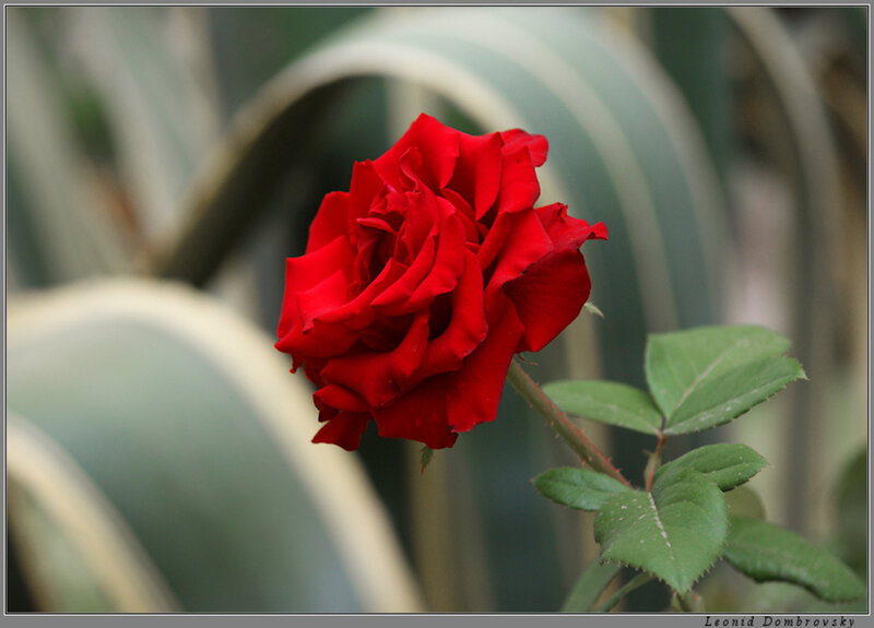 Red Rose in Bloom — Calm, Photograph, Green Leaves, Blurred Background
