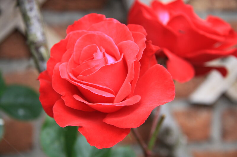 Red Rose in Bloom — Calm, Photograph, Green Leaves, Brick Wall