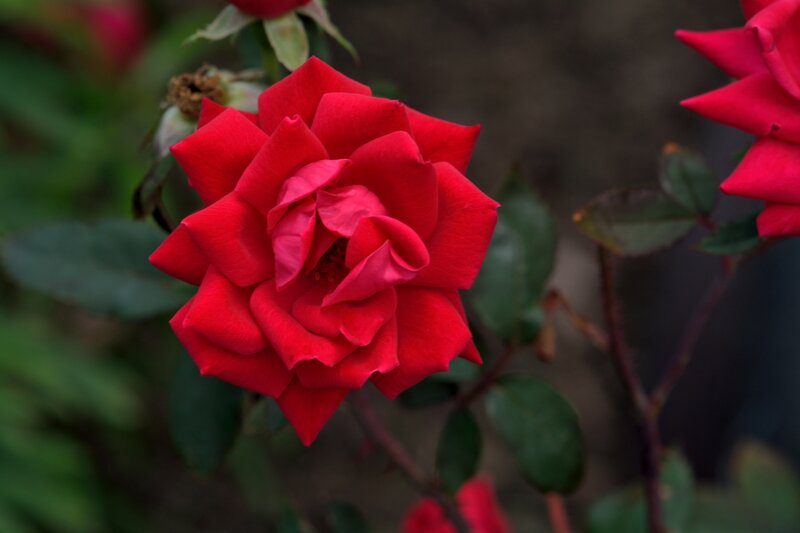 Red Rose in Bloom — Calm, Photograph, Green Leaves, Bud, Stem