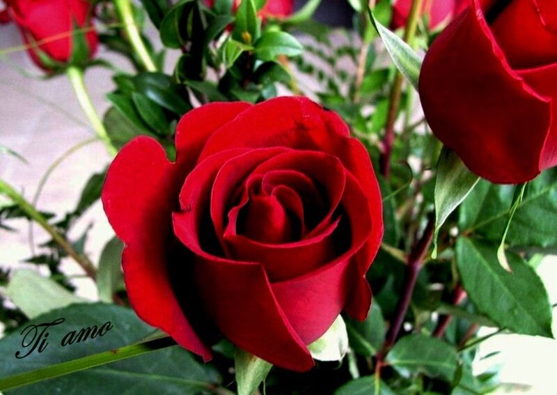 Red Rose in Bloom — Calm, Photograph, Green Leaves, Buds
